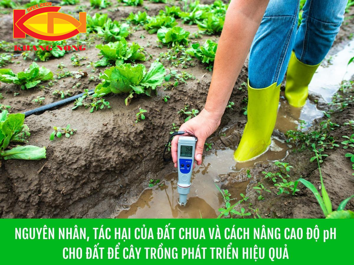 NGUYÊN NHÂN, TÁC HẠI CỦA ĐẤT CHUA VÀ CÁCH NÂNG CAO ĐỘ pH CHO ĐẤT ĐỂ CÂY TRỒNG PHÁT TRIỂN HIỆU QUẢ